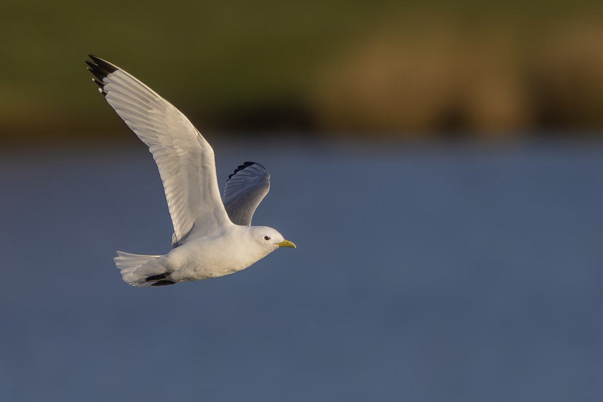 Will Bowell tweet media