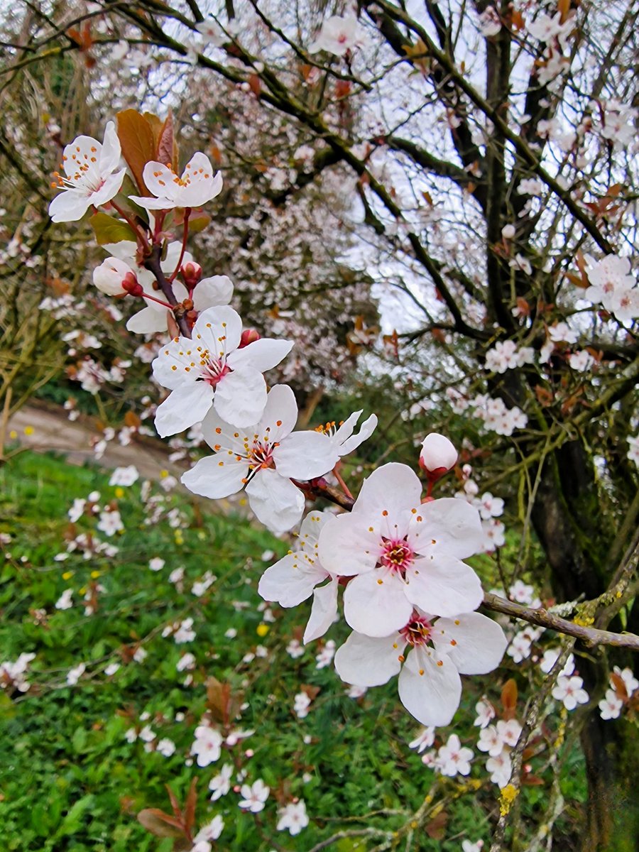 A beautiful burst of cherry plum blossom at Greenway Bank Country Park! 🌸🌸🌸 #WildflowerHour #WhiteFlowers
