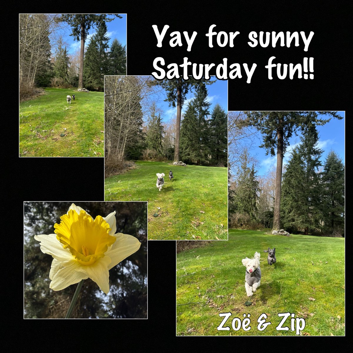 𝓩𝓲𝓹🐾𝓩𝓸ë🐾𝓜𝓸𝓶👩🏻🌾~✨🕯𝓛𝓾𝓷𝓪🐾✨~ tweet media