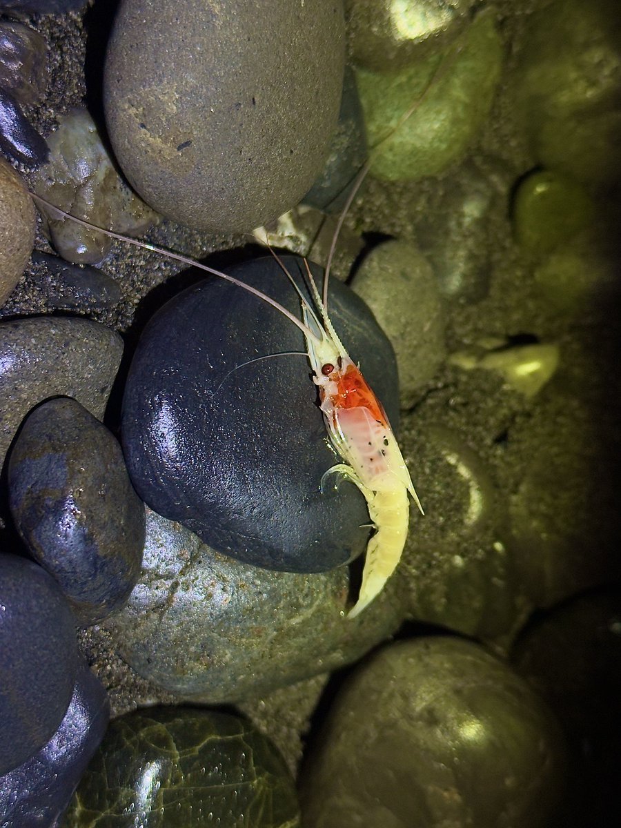 デストロイ=ハカイ tweet media