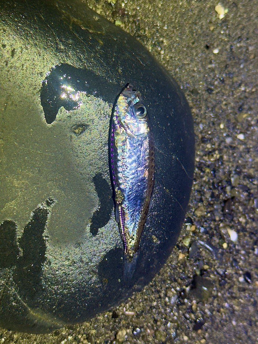 デストロイ=ハカイ tweet media