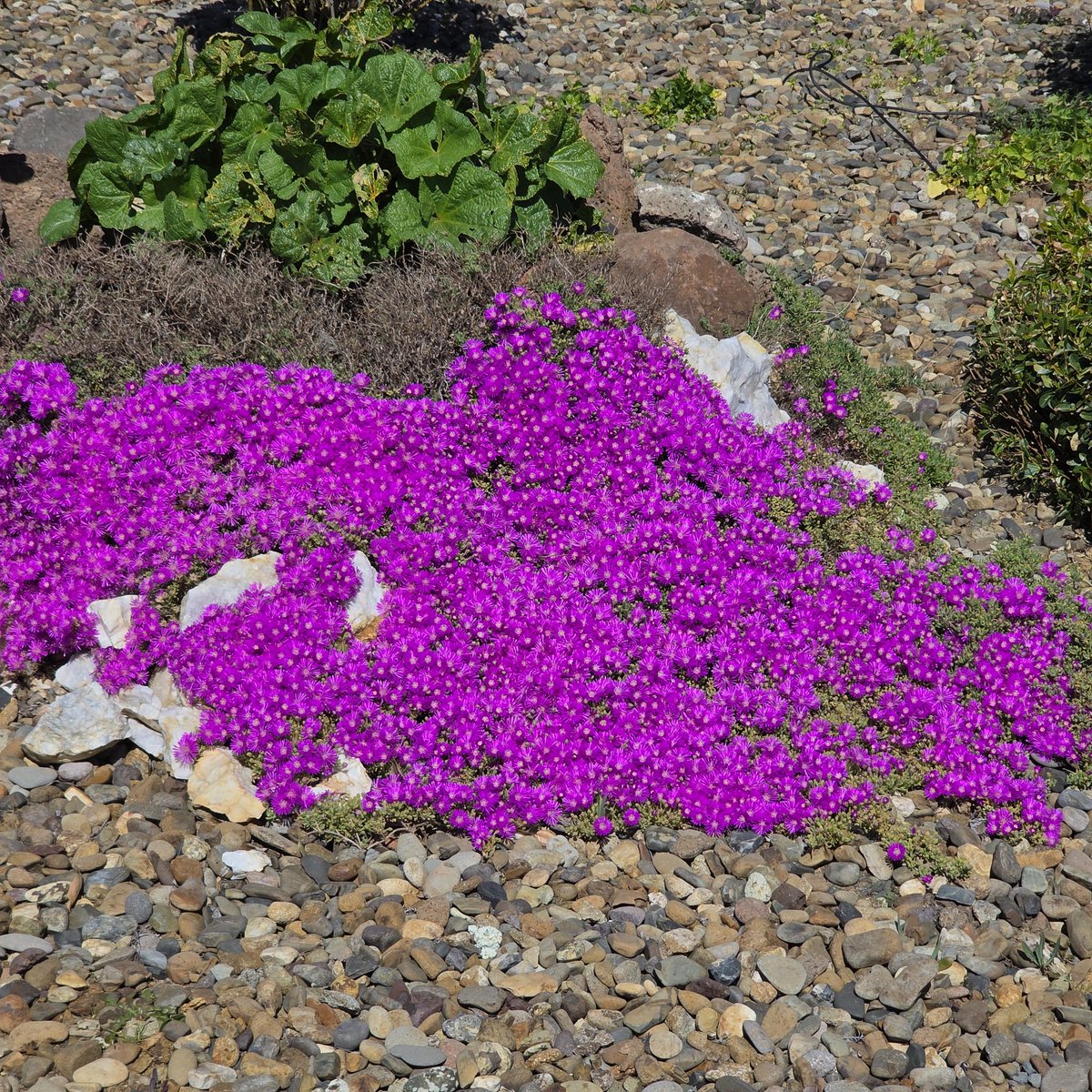 I built this rock ring planter for my mom a few years ago the ice plant is blooming today. Inside is a hollyhock gets huge with purple black flowers. Rocks are from the mountain by where my grandparents rest in peace.. in my mind its a memorial..