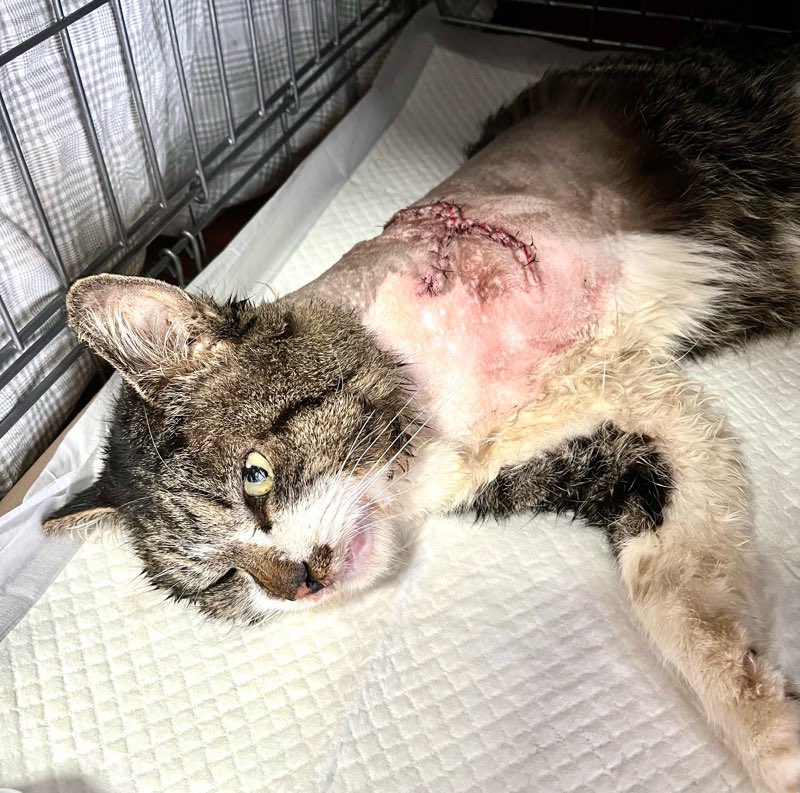 写真は事故があったため、しかたなく断脚手術した猫ちゃん🐱
外猫は危険ととなり合わせです。

1月の手術数は猫866匹、犬17匹、2月の手術数は猫828匹、犬9匹、2ヶ月間で合計1,720匹でした❗️

忙しすぎてご報告が遅れました😅
なるべく需要に対応できるよう改革中です❗️