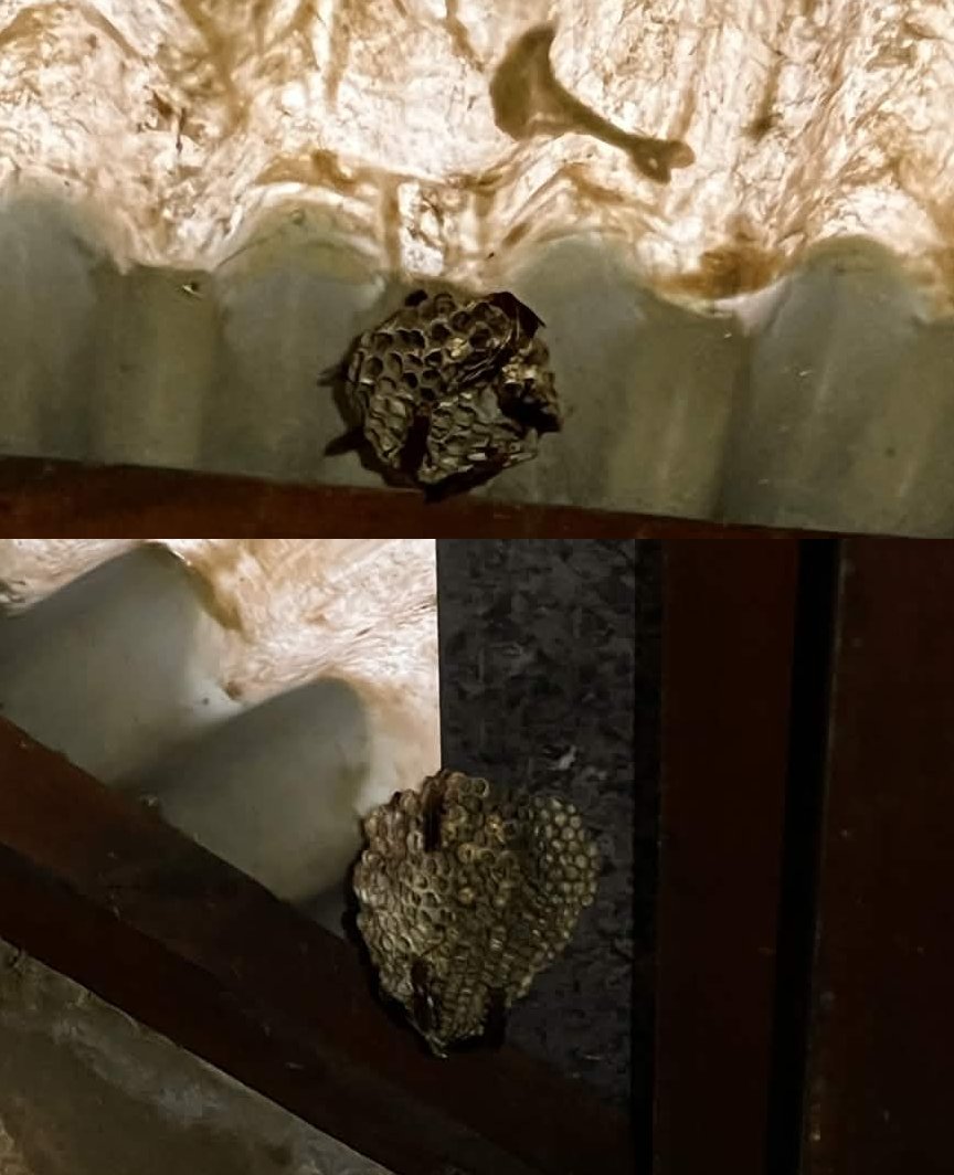 OK GUYS I need you to understand I was being SO BRAVE..

Because there were actually TWO wasps nests!

I thought "it's important to let the owner know so she can get it out before it grows"

I point the nest out and she goes "oh that one's new, smaller than the other"

I DIED