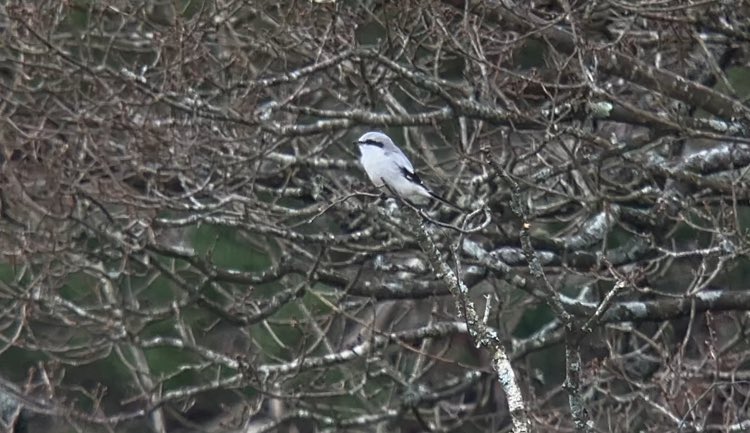 alan lewis wildlife stuff tweet media