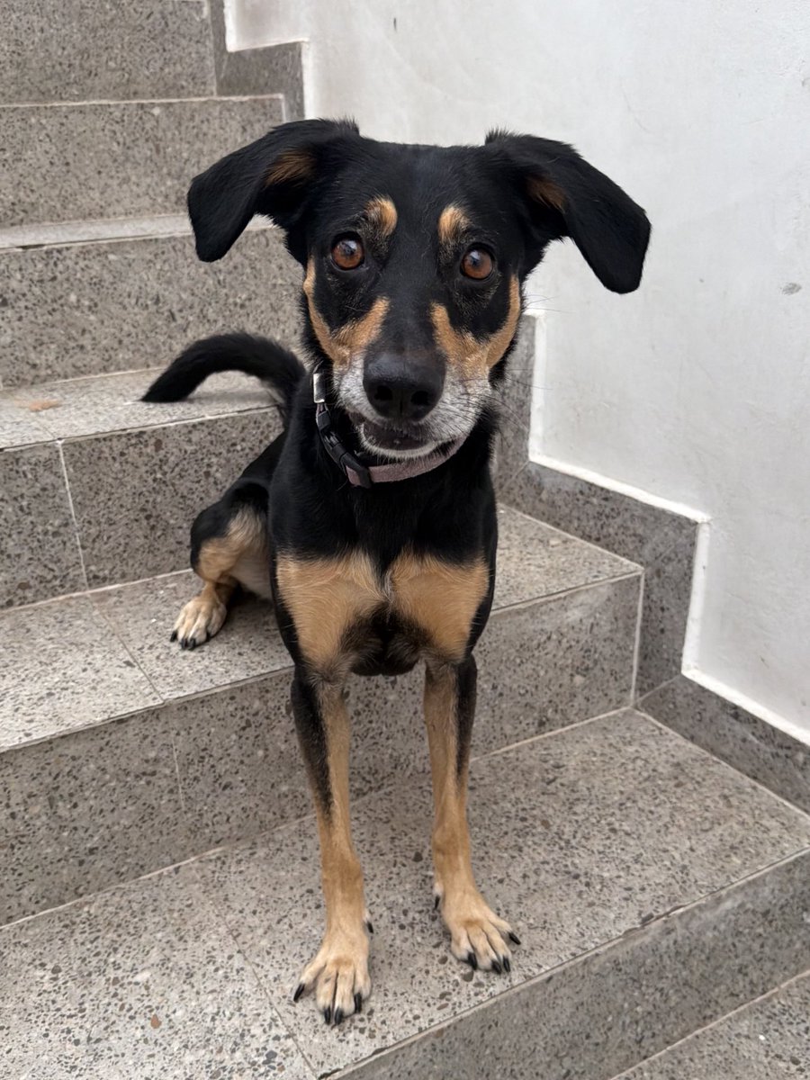 casadoviralata's tweet photo. Melina foi adotada em 2020 com 6 meses de idade e hoje, 6 anos depois ela é devolvida. Mal consigo acreditar.
Ela continua meiga, dócil, amigável e precisa de um recomeço responsável, repleto de amor e definitivo por que eles são pra sempre em nossas vidas. Haja o que houver. https://t.co/11mAcT6cbD