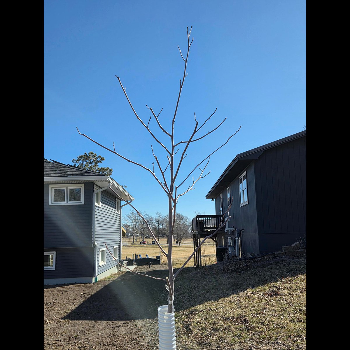 CityofCRiowa's tweet image. 🌳 March is a great time to prune young trees - avoid oaks &amp;amp; elms. This helps trees grow strong &amp;amp; healthy.

Learn how:
🔗 yardandgarden.extension.iastate.edu/how-to/pruning…
🔗 treesforever.org - Search for Tree Care Guide

#CRParksAndRec #TreeCare #ReLeaf