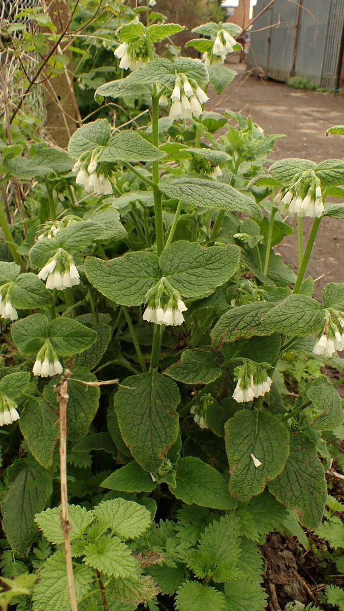 White Comfrey, Symphytum orientale, near Waddon Ponds in Croydon for this week's #WildflowerHour #WhiteFlowers challenge.