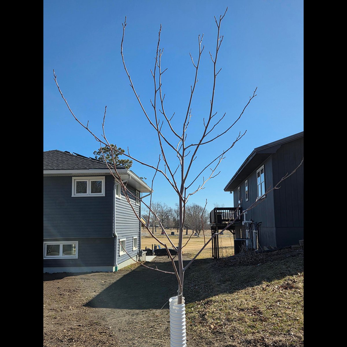 CityofCRiowa's tweet image. 🌳 March is a great time to prune young trees - avoid oaks &amp;amp; elms. This helps trees grow strong &amp;amp; healthy.

Learn how:
🔗 yardandgarden.extension.iastate.edu/how-to/pruning…
🔗 treesforever.org - Search for Tree Care Guide

#CRParksAndRec #TreeCare #ReLeaf