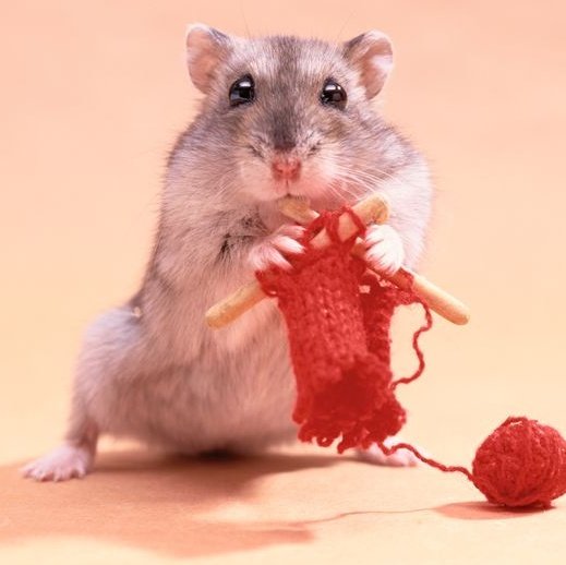 hamjin bot tweet media