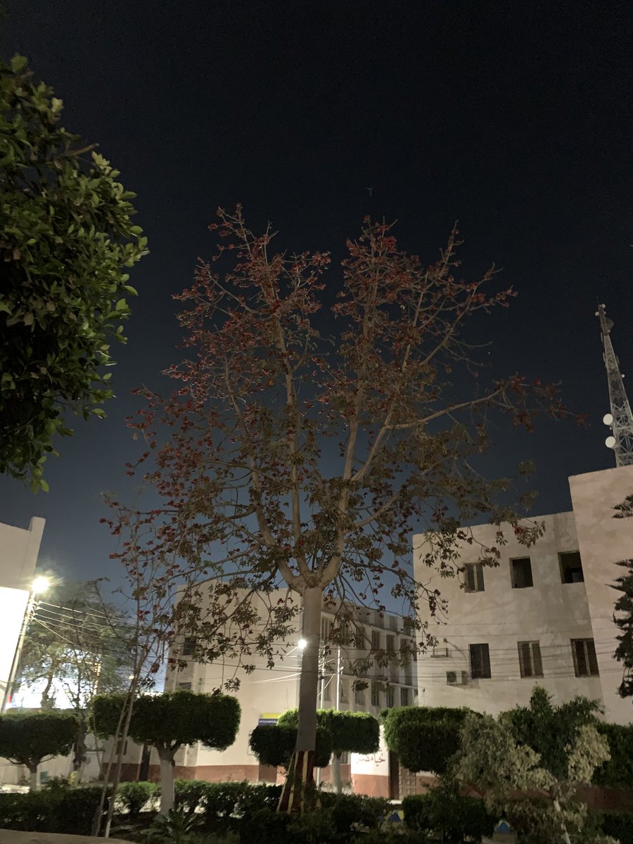 MoazEss's tweet photo. 🌿 https://t.co/63pcEeEI8e