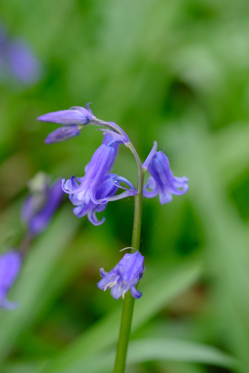 Alfred The Ordinary tweet media