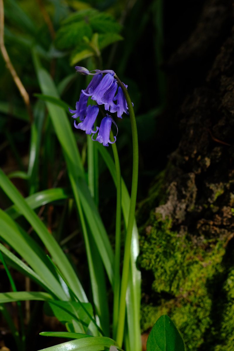 Alfred The Ordinary tweet media