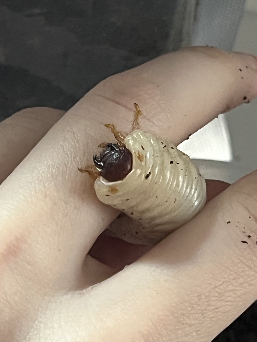 emmrich volkarin's wife guy tweet media