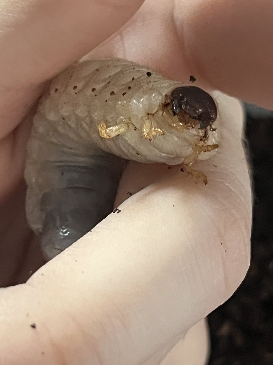 emmrich volkarin's wife guy tweet media