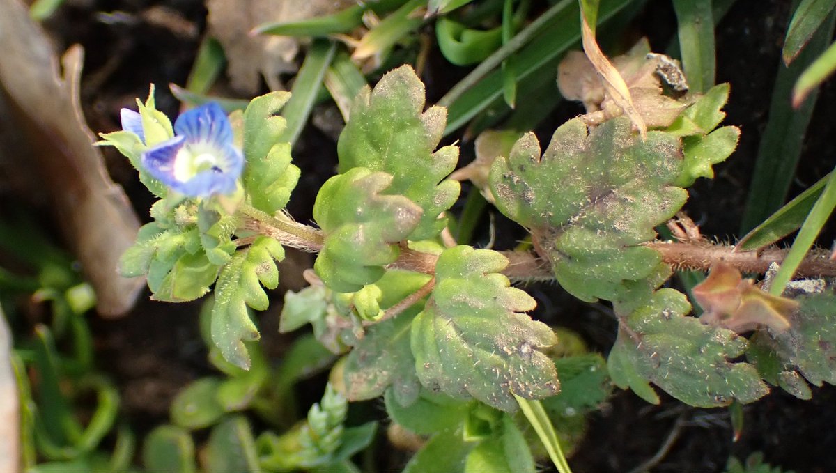 Moira O'Donnell 🏴󠁧󠁢󠁳󠁣󠁴󠁿 tweet media