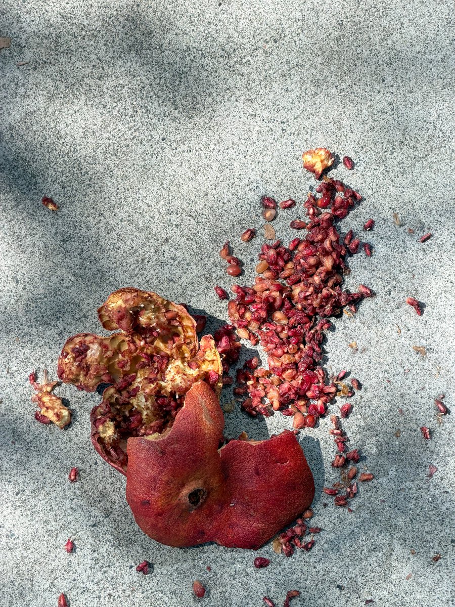 “paula” tweet media