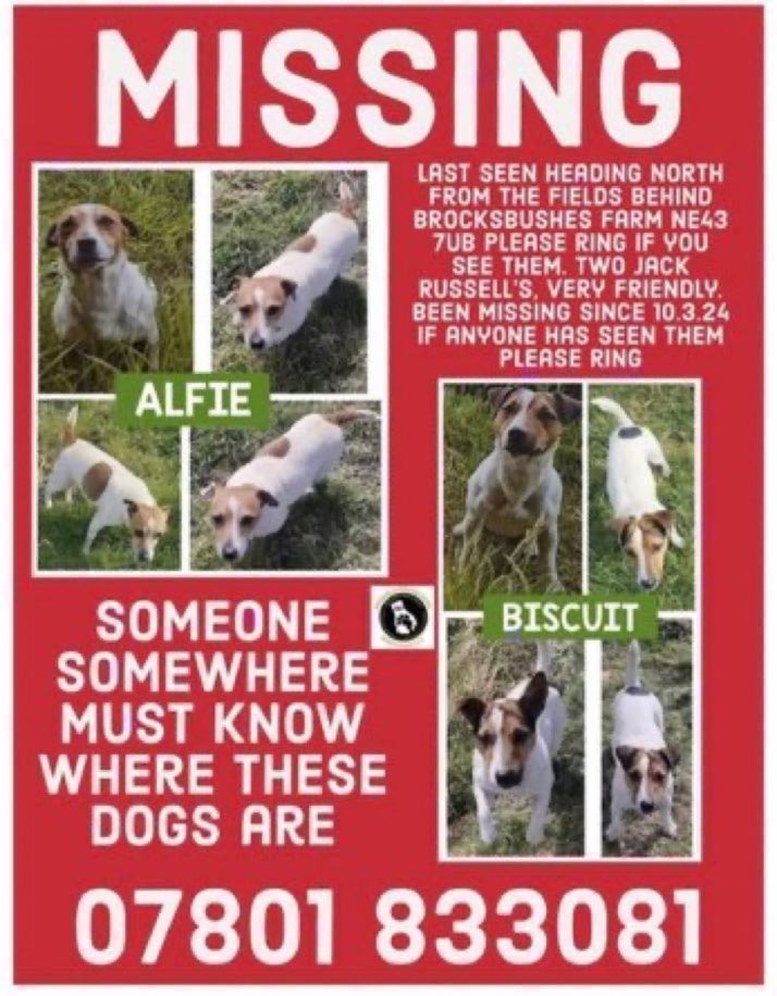 LisaClareRead2's tweet photo. Please RT #stolendoghour
Alfie & Biscuit vanished from their home on 10th March 2024 from fields behind BROCKSBUSHES FARM #Stocksfield #NE43
Two Jack Russell males who have not been seen since 💔😢
Where are they now, do you know? Please help get them home🙏
#findAlfieandBiscuit https://t.co/ea4gMX7eda