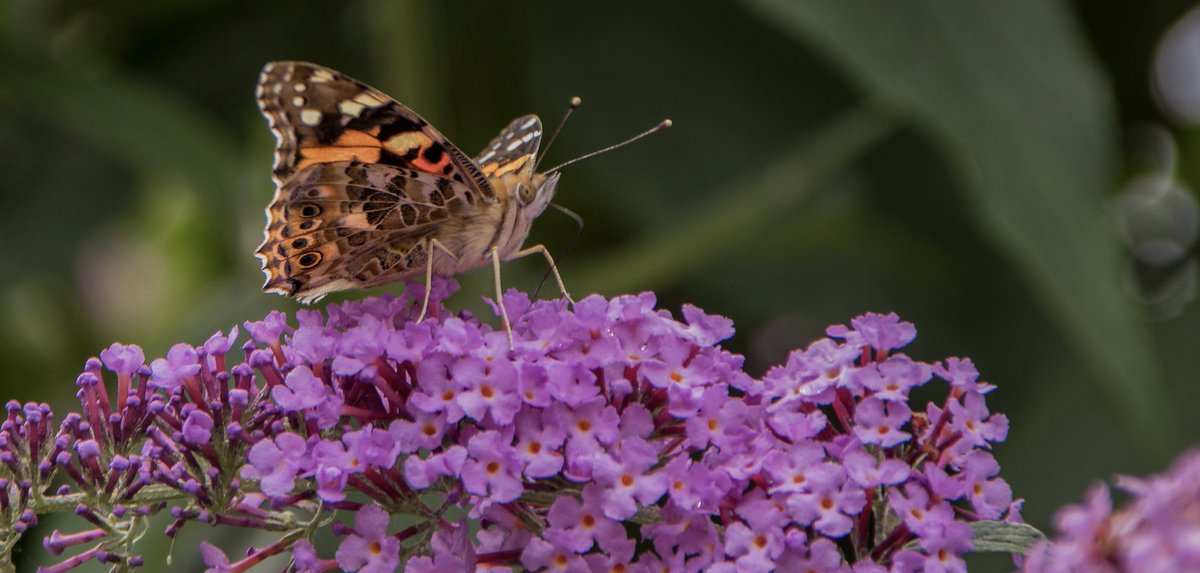 Christopher McQuade tweet media