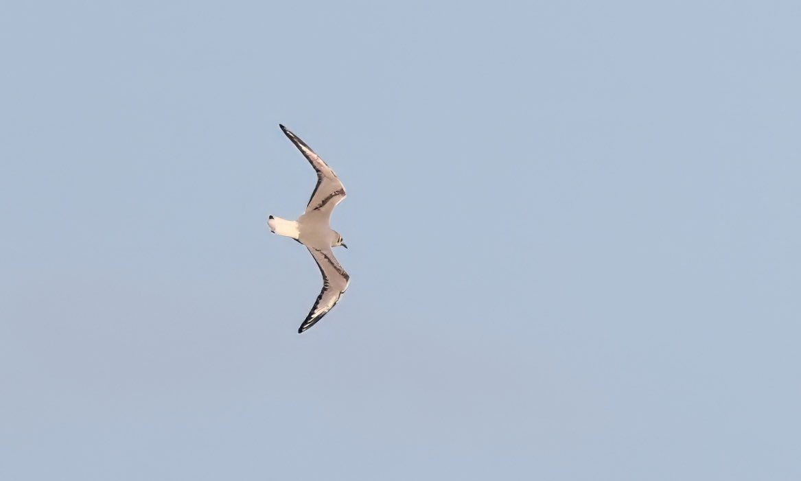 Chris Townend tweet media