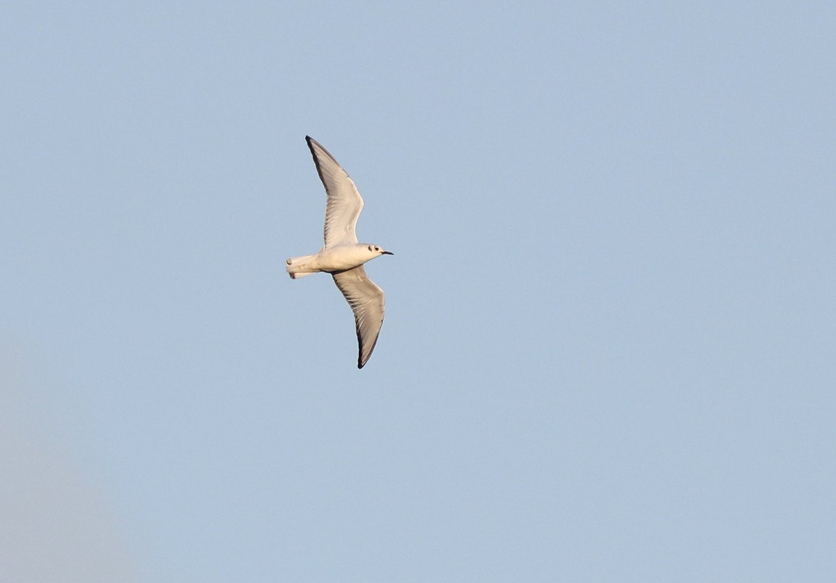 Chris Townend tweet media