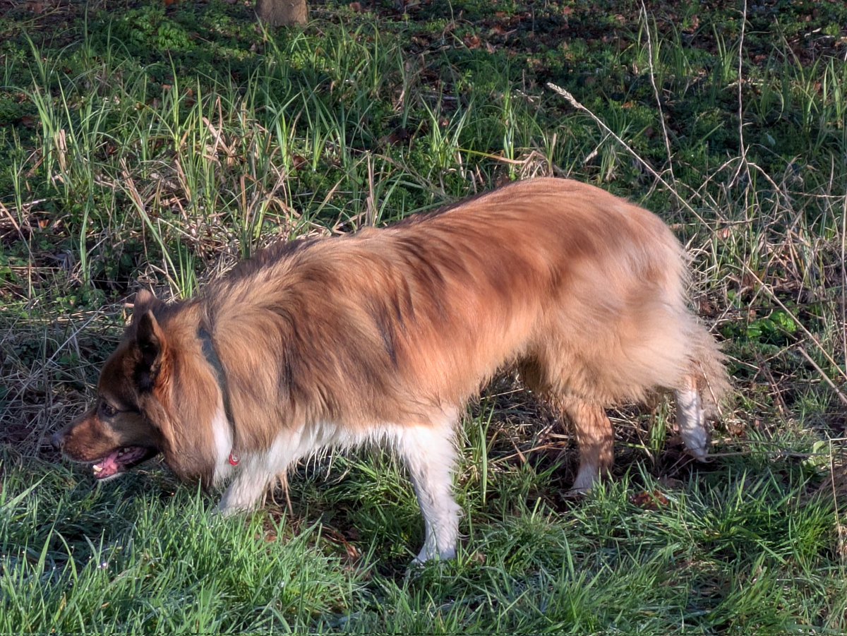 Camas The Collie tweet media