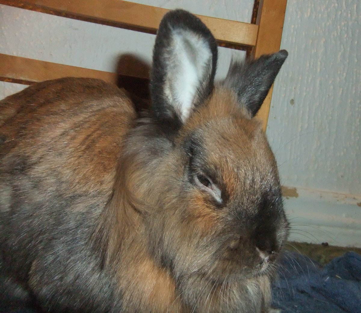 The Tranquil Rabbit Sanctuary. tweet media