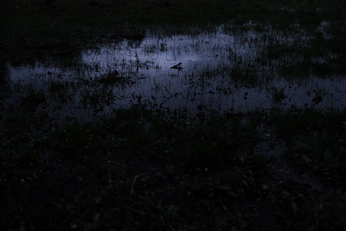 # (@widerdienatur) on Twitter photo 