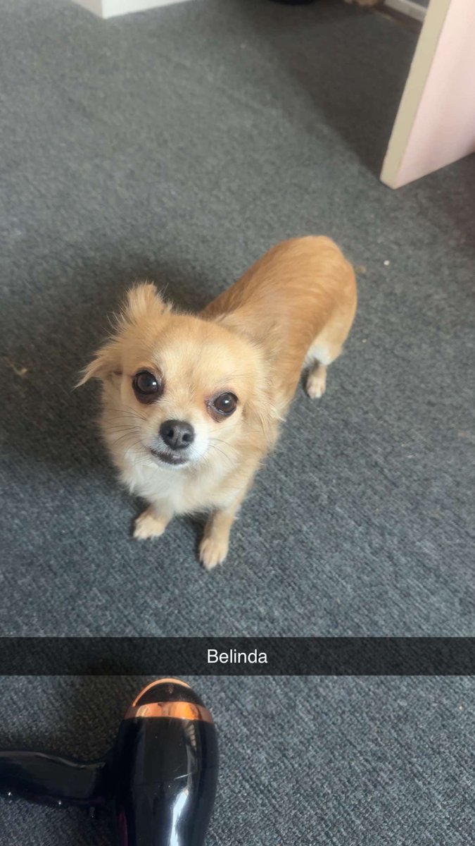 Missing Pets GB tweet media