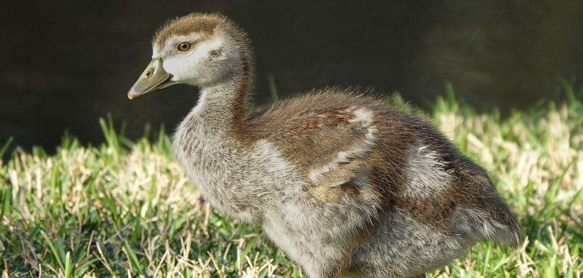 Christopher McQuade tweet media