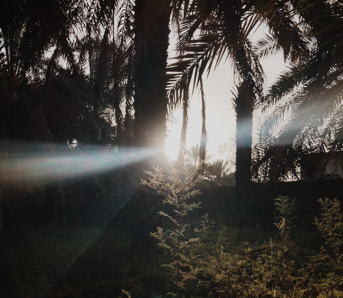 داليا tweet media