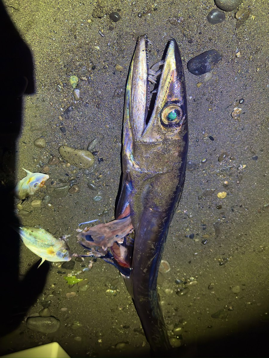 デストロイ=ハカイ tweet media