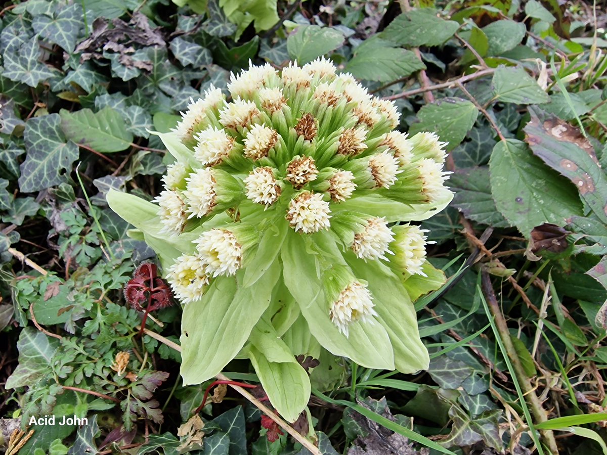 Acid John tweet media