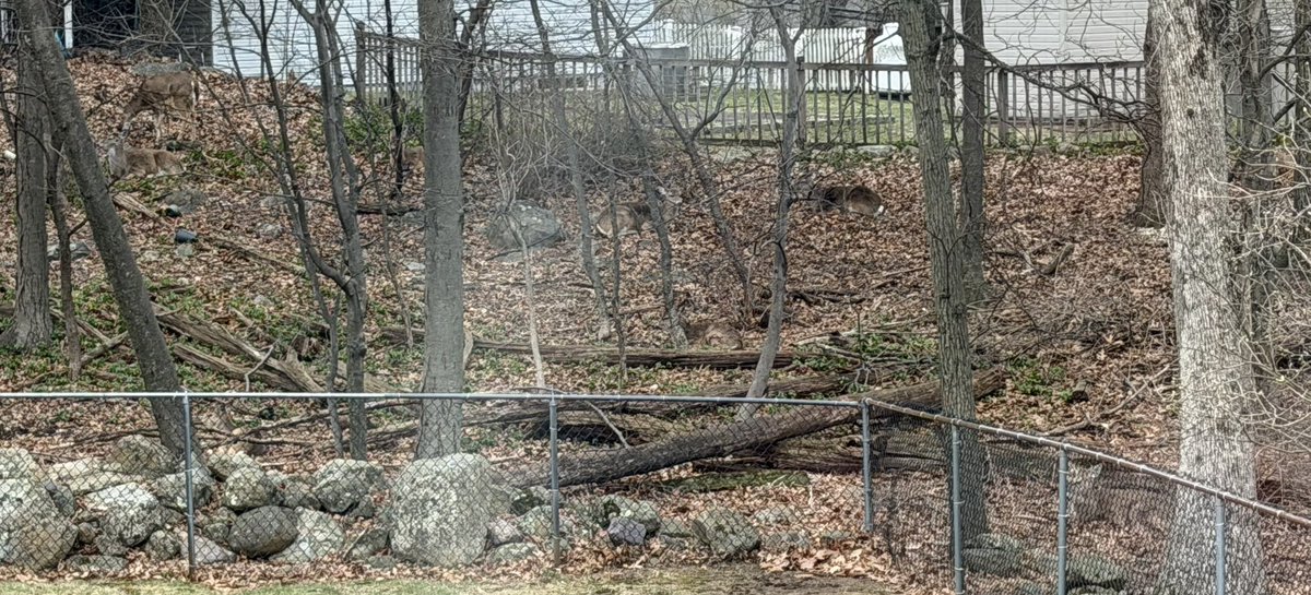 Tony Shrek tweet media