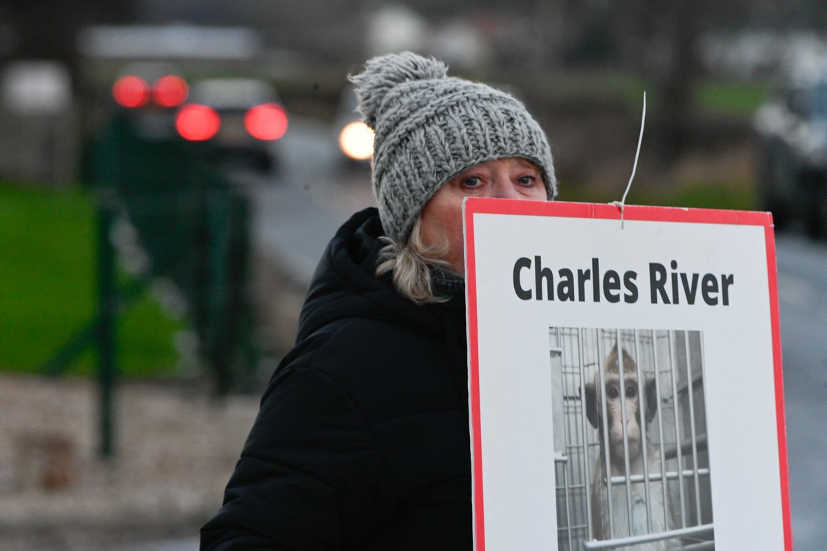 Harris Hound 🌈 SayNoToGreyhoundRacingInScotland tweet media