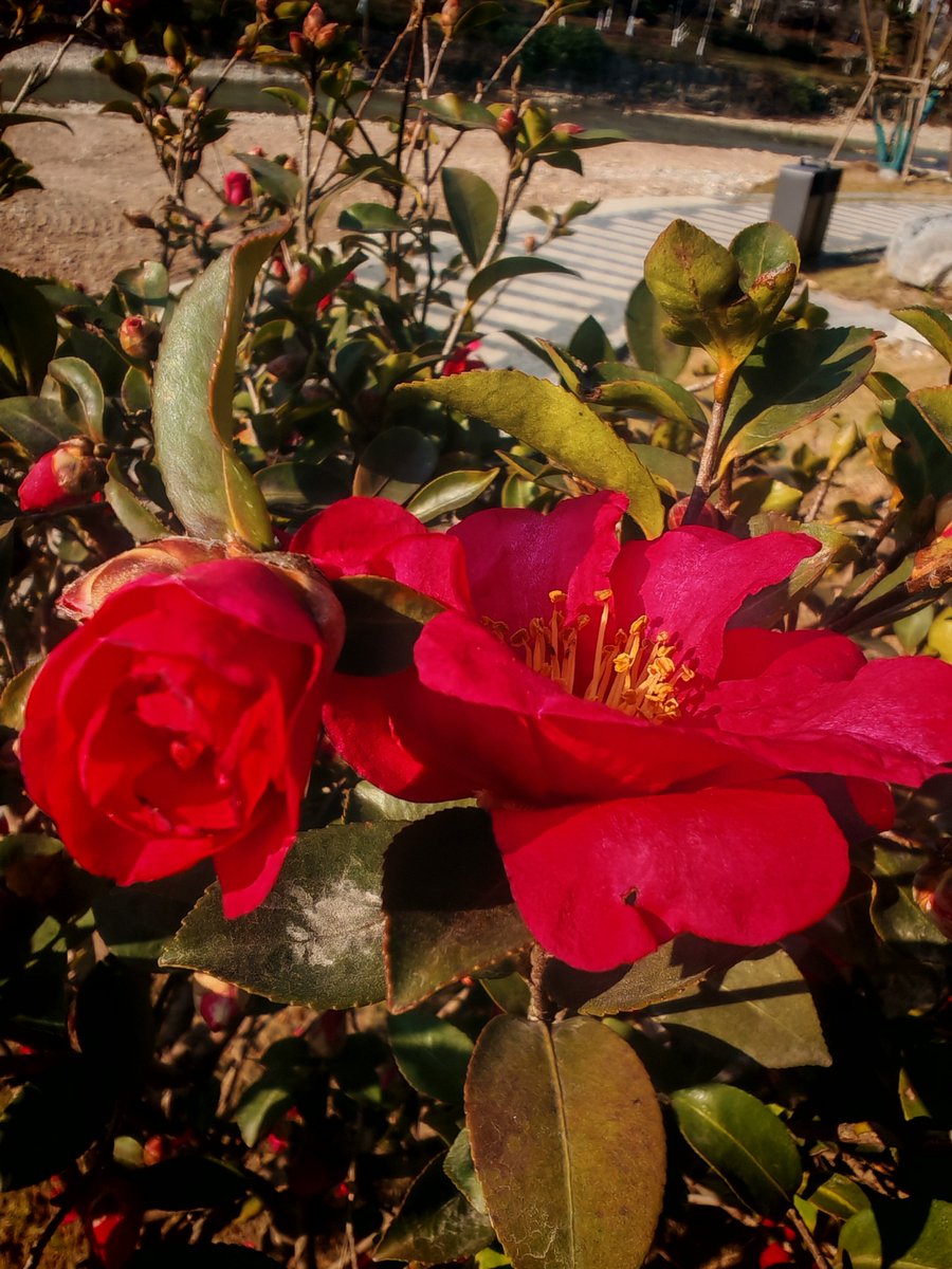 Kristen Toole tweet media