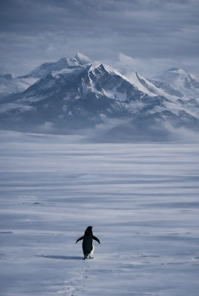 Lancelot tweet media