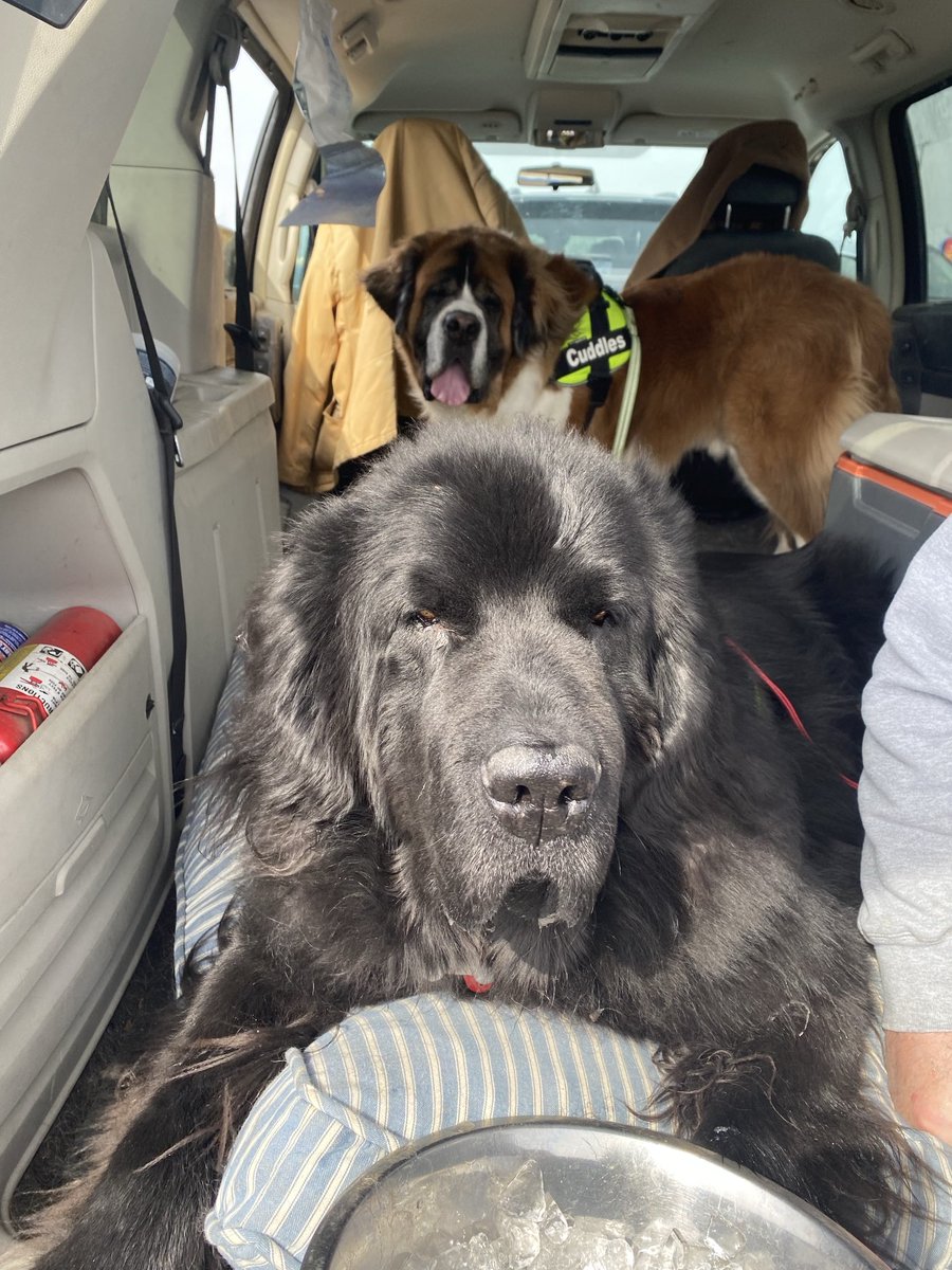 KristenFrame1's tweet photo. Perfect day out! 1st the park, dog store for treatos & kisses, lunch outside in the sunny wind, then finish with a #pupcup! When we parked to eat our cups another dog was eating his in the next car. #Archie #Dudley #rescue #TakeYourDog #SeniorDog #StBernard #Newf #BanPuppyMills https://t.co/NJyCodsU8W