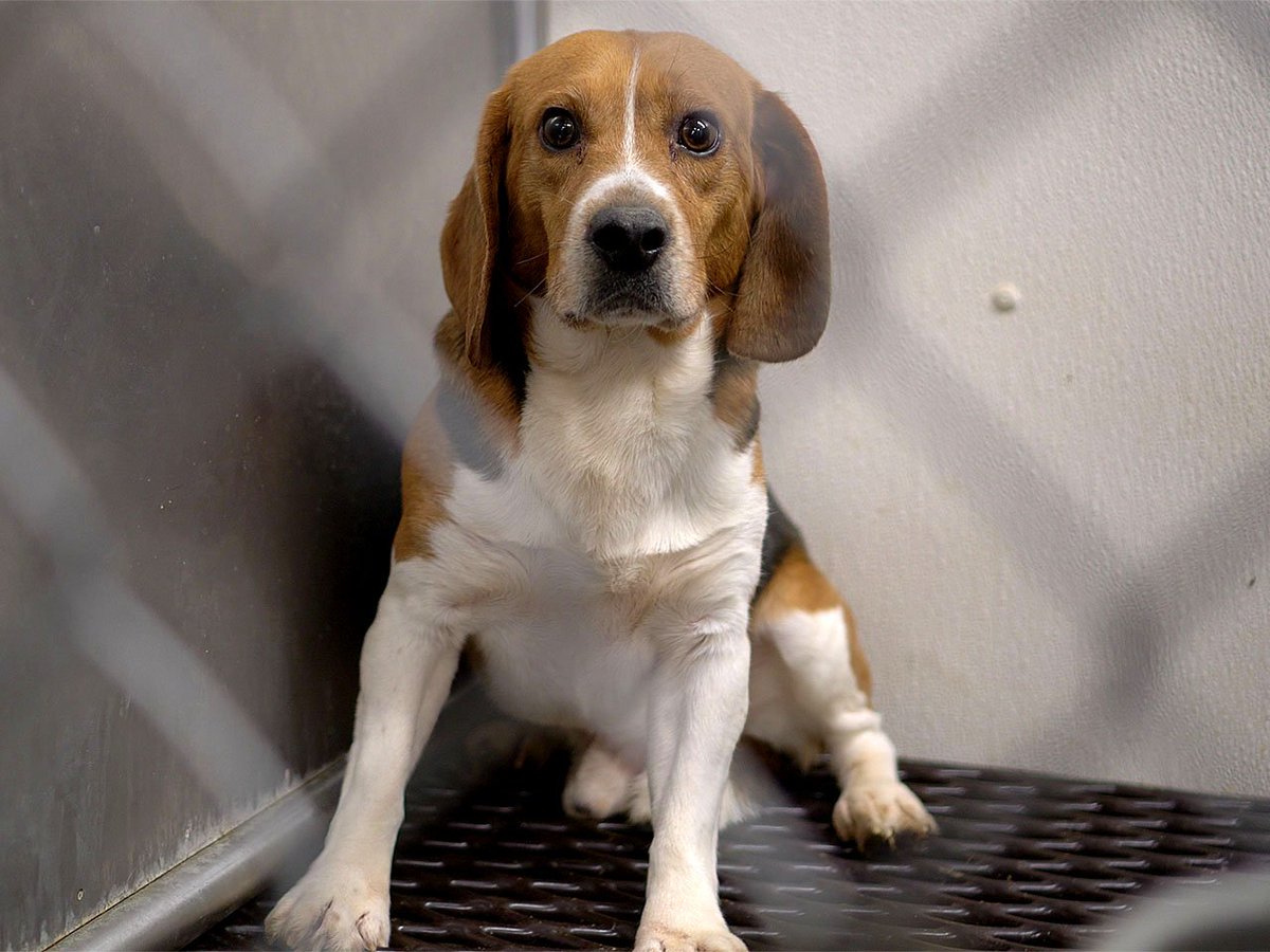 Some of our friends come to rescue us.  Though we despair day after day in these facilities, we sometimes have a glimmer of hope.  

We are #OneBillionScreams
We are <a href="/PolAnimalClass/">We Are One Billion Screams</a>