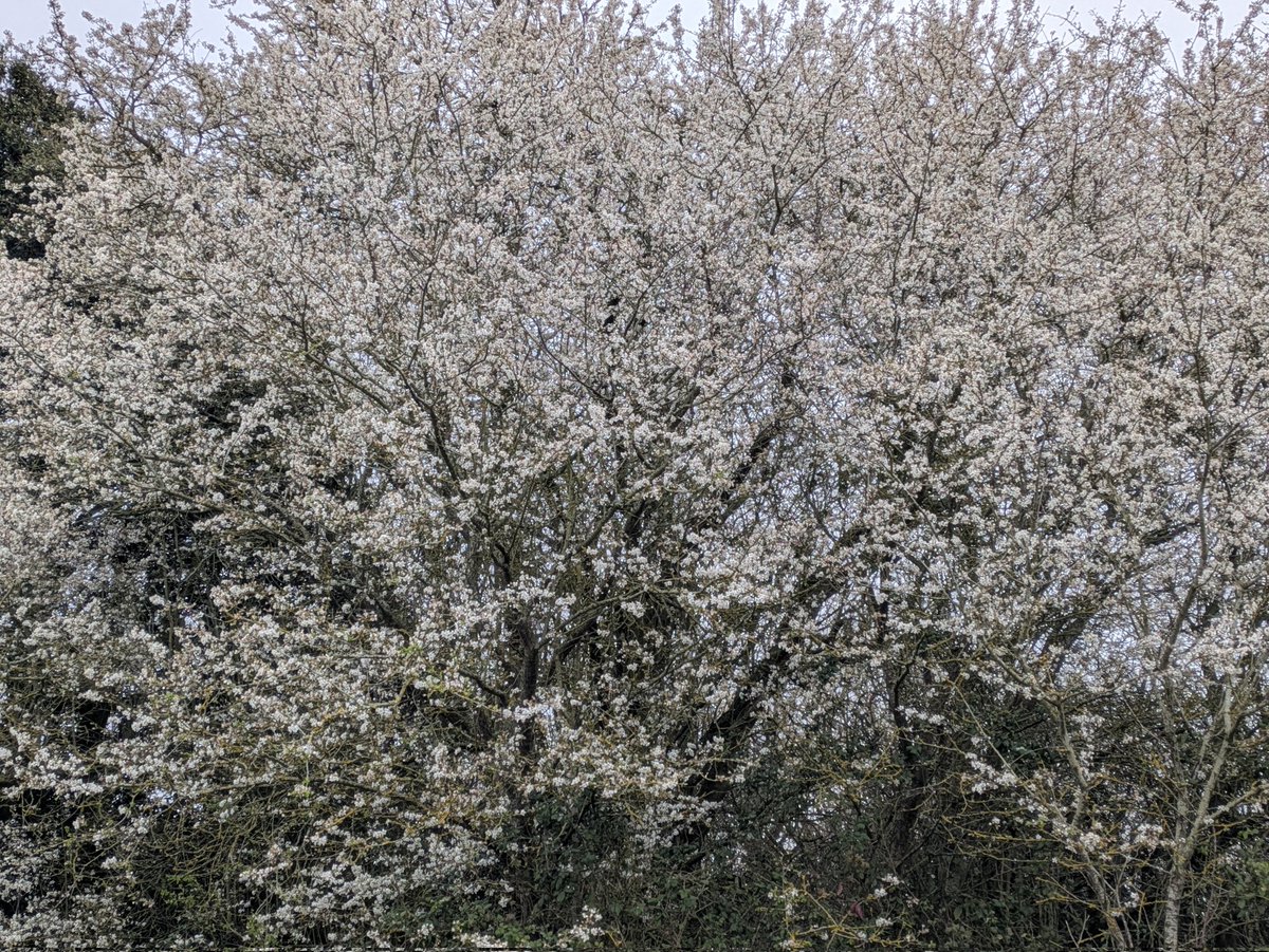 For #WildflowerHour #WhiteFlowers  Blackthorn putting on a bit of a show💮🤗