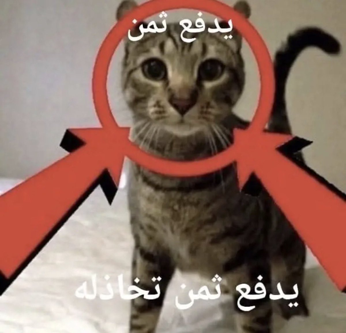 Abdulkadir tweet media