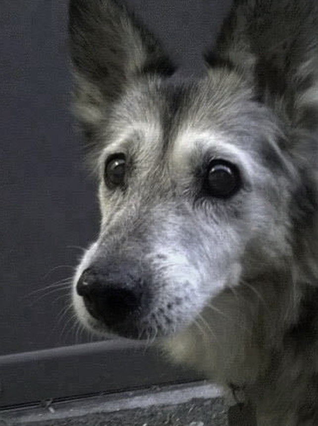 Best in Dogs tweet media