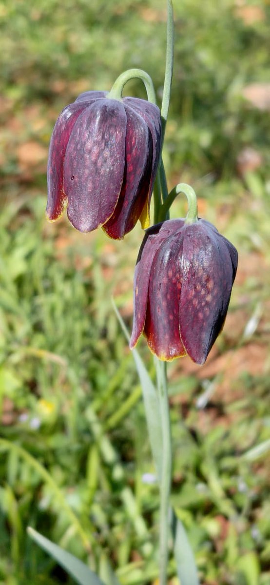 Greenwings Wildlife Tours tweet media