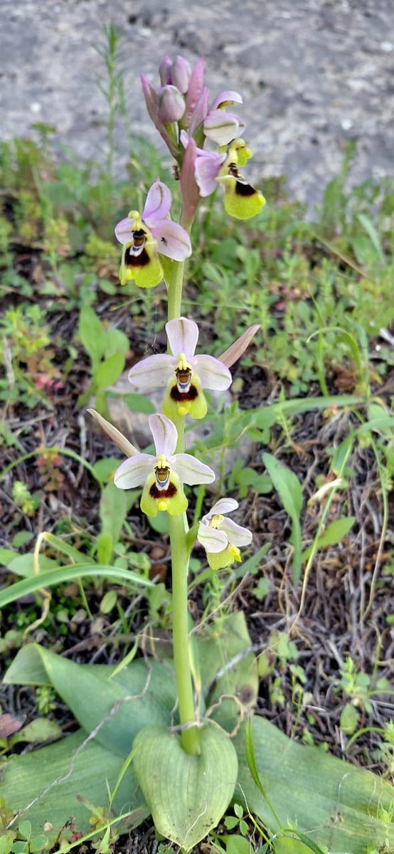 Greenwings Wildlife Tours tweet media