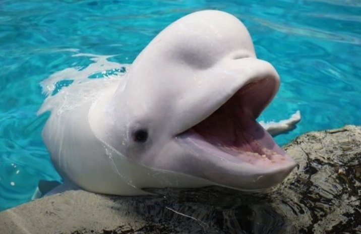 Mr Shariman Omar 888168 tweet media