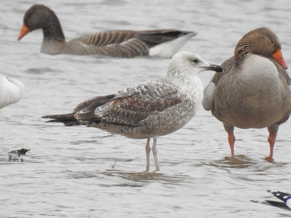 Adam Bassett tweet media