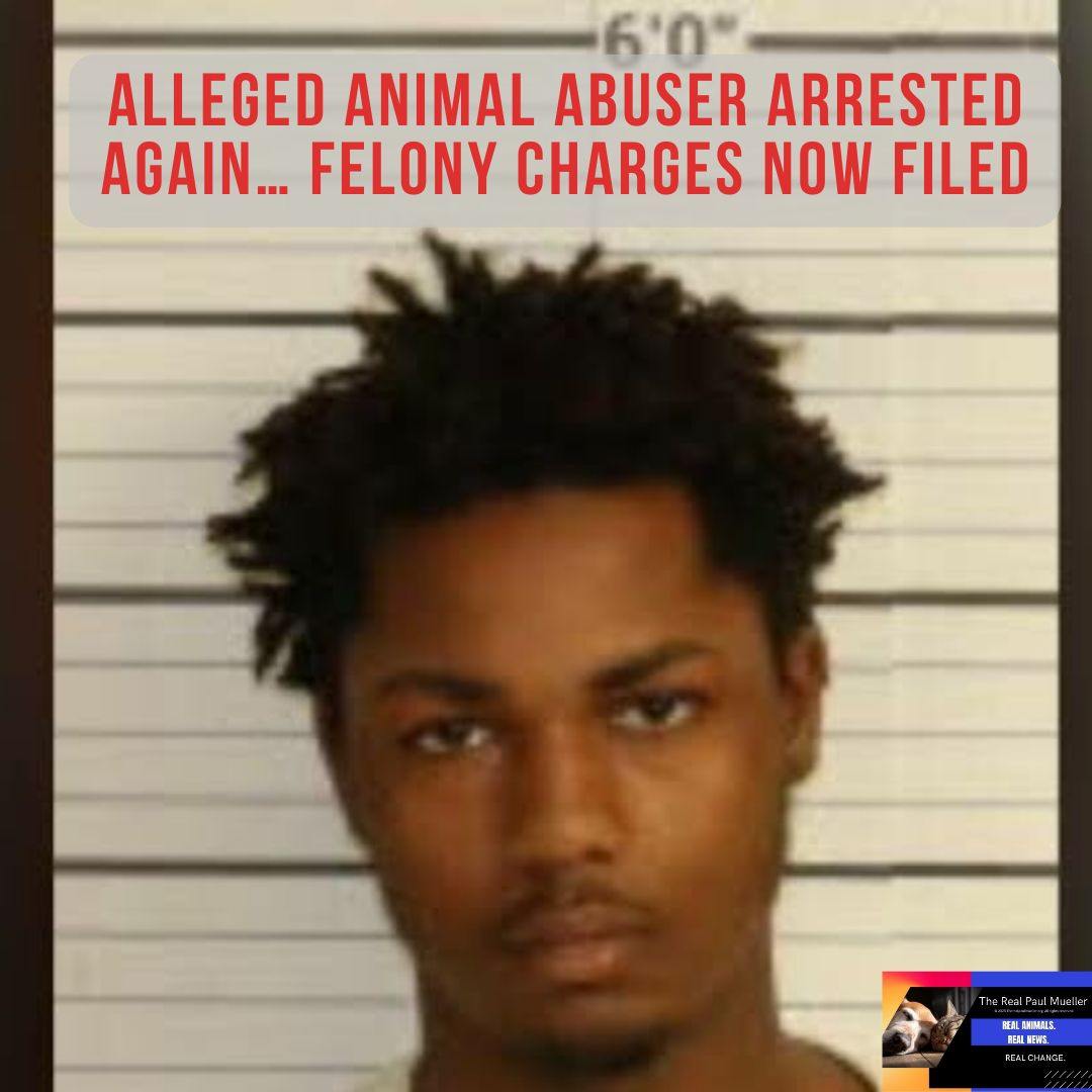 Paul Mueller tweet media