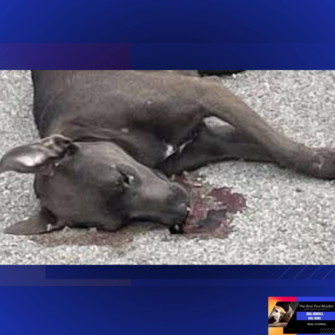 Paul Mueller tweet media