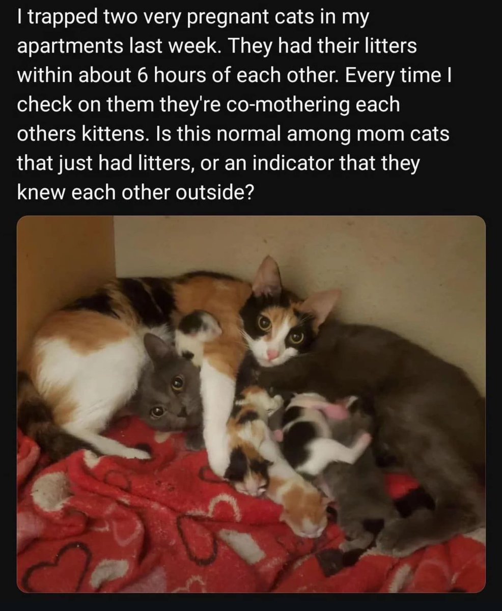 Cats and Kittens tweet media