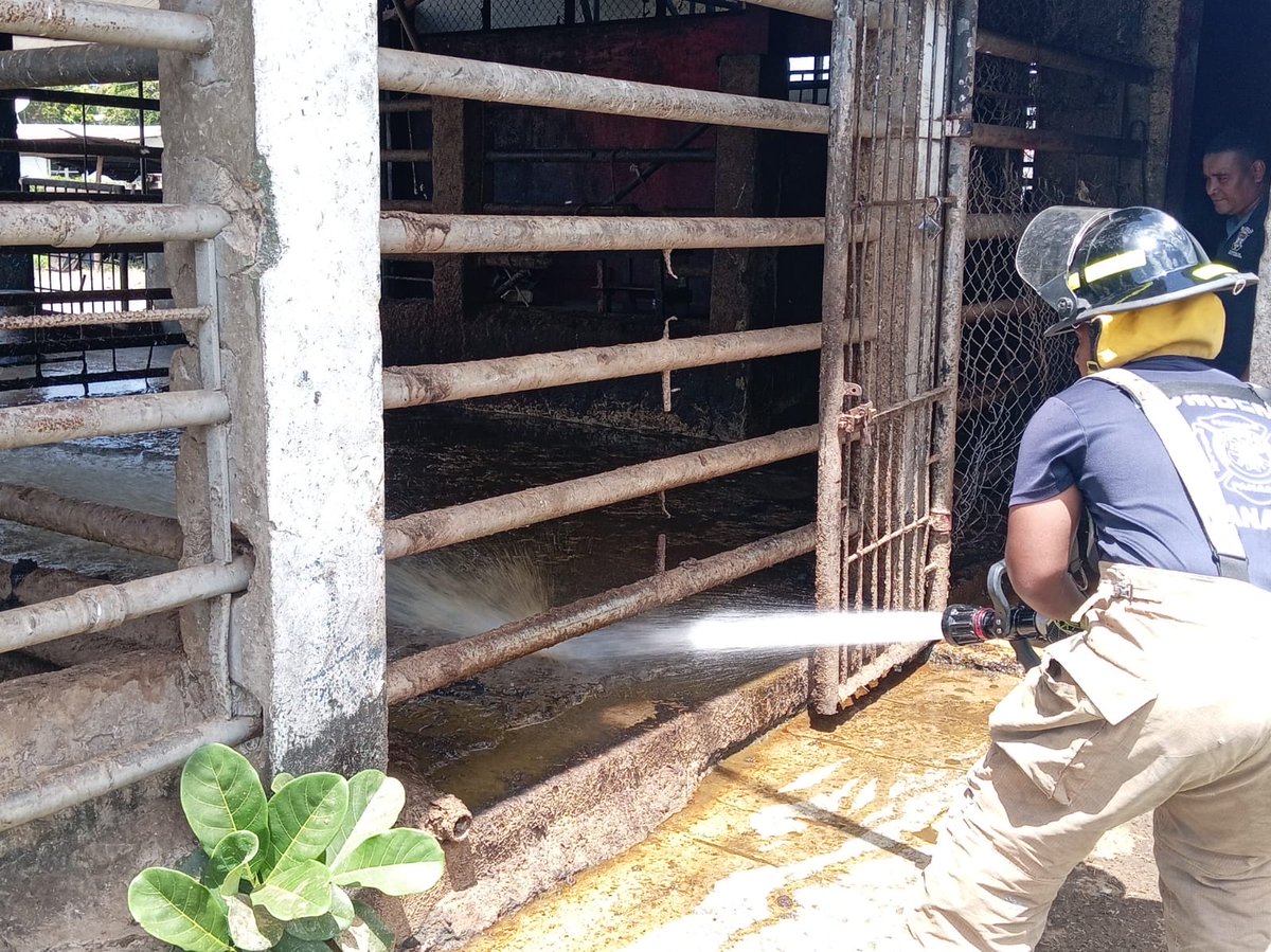 BCBRP's tweet image. 🚒🧼 #PanamáEsteDarién | Personal de DOEXBURE realizó baldeo en el matadero municipal de Santa Isabel de Chepo, garantizando higiene y seguridad para trabajadores y usuarios. 🤝💧 #Disciplina #Honor #Abnegación